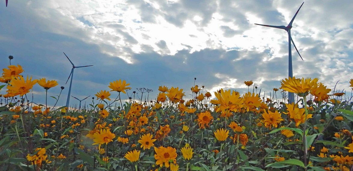 kleine Sonnenblumen