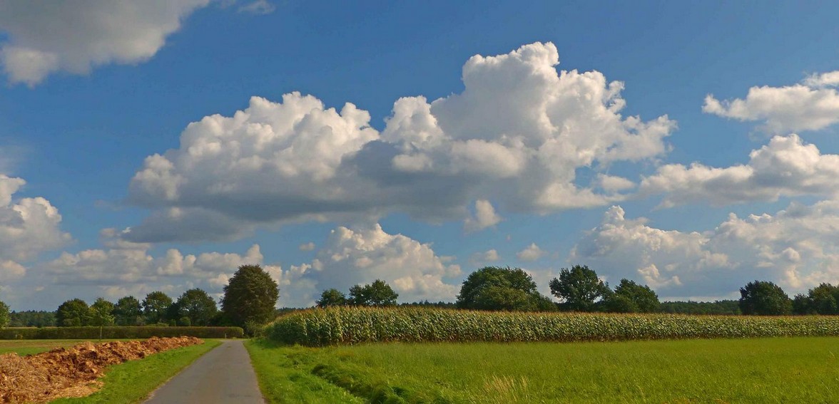 Blumen Wolken