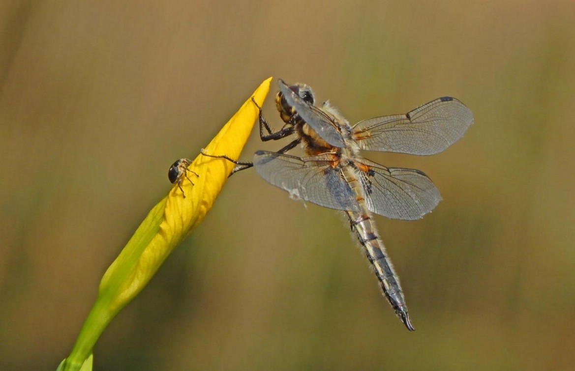 Libelle gelbe Lilie