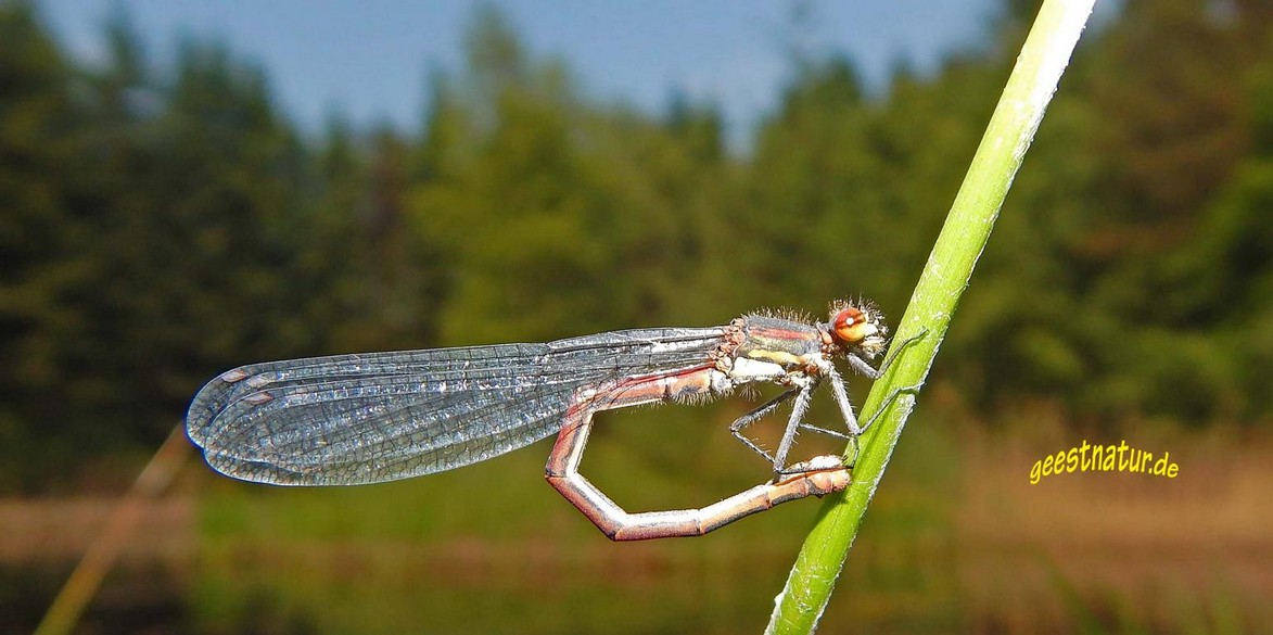 Libelle gekrümmt