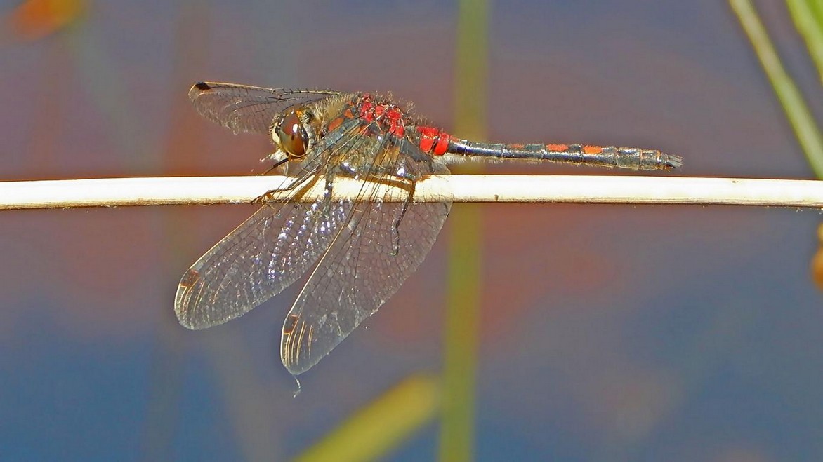 Libelle im Sonnenlicht