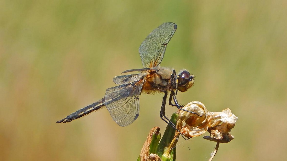 Libelle nahe seitlich