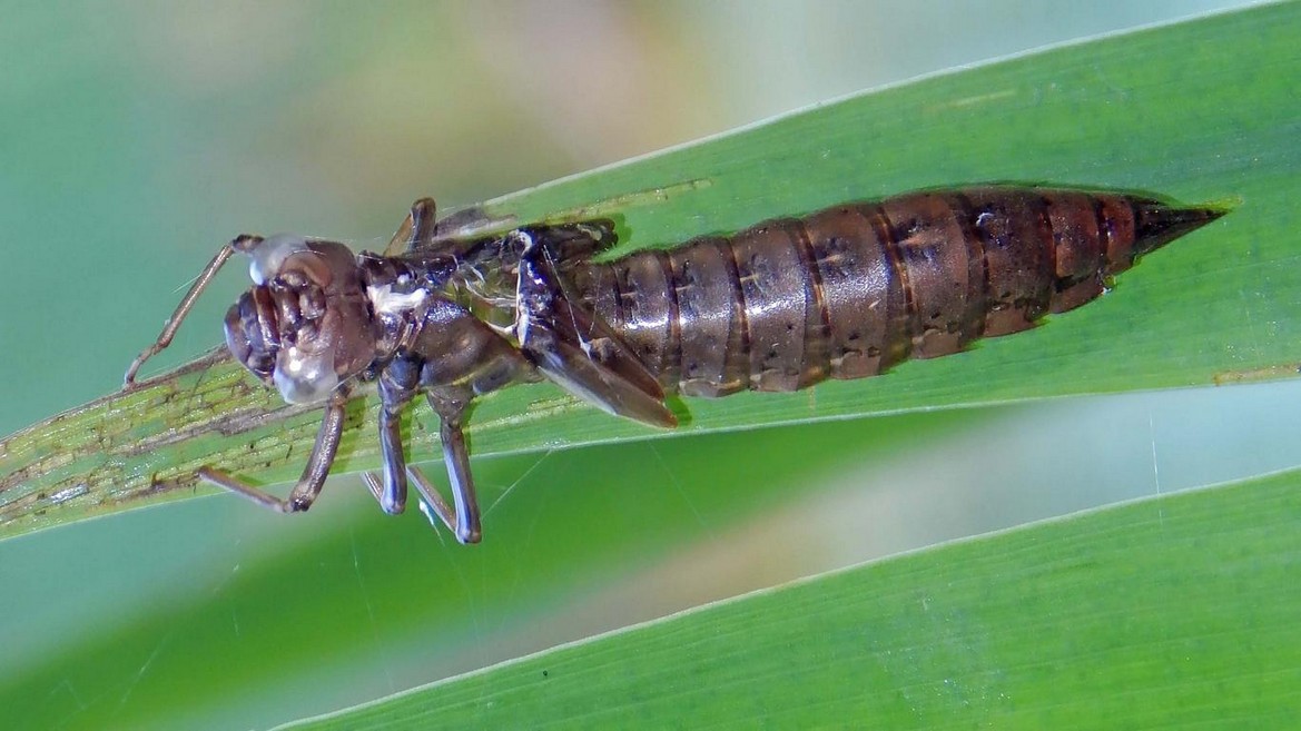 Schilfhalm mit Larve Libelle